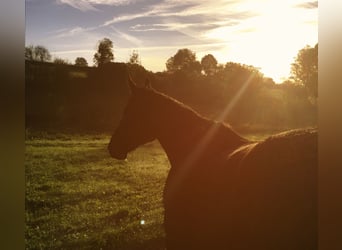 Weitere Warmblüter, Wallach, 7 Jahre, 163 cm, Rappe