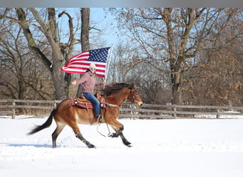 Weitere Warmblüter, Wallach, 7 Jahre, 163 cm, Rotbrauner