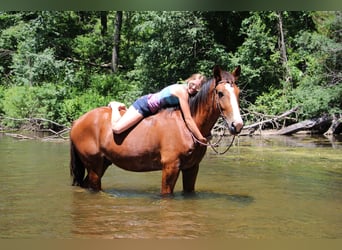 Weitere Warmblüter, Wallach, 7 Jahre, 163 cm, Rotbrauner