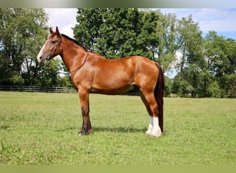 Weitere Warmblüter, Wallach, 7 Jahre, 163 cm, Rotbrauner