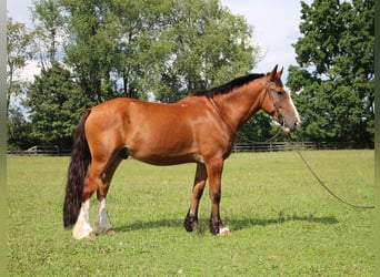 Weitere Warmblüter, Wallach, 7 Jahre, 163 cm, Rotbrauner