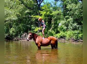 Weitere Warmblüter, Wallach, 7 Jahre, 163 cm, Rotbrauner