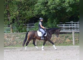 Weitere Warmblüter, Wallach, 7 Jahre, 163 cm, Schwarzbrauner