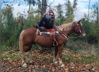 Weitere Warmblüter Mix, Wallach, 7 Jahre, 164 cm, Dunkelfuchs