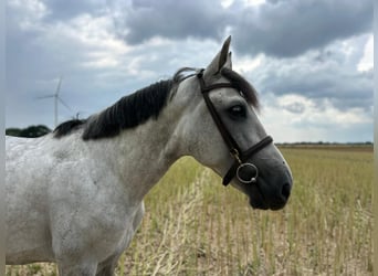 Weitere Warmblüter, Wallach, 7 Jahre, 165 cm, Apfelschimmel