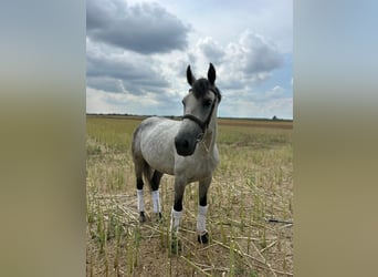 Weitere Warmblüter, Wallach, 7 Jahre, 165 cm, Apfelschimmel