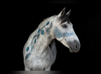 Weitere Warmblüter, Wallach, 7 Jahre, 165 cm, Apfelschimmel