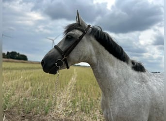 Weitere Warmblüter, Wallach, 7 Jahre, 165 cm, Apfelschimmel