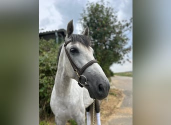 Weitere Warmblüter, Wallach, 7 Jahre, 165 cm, Apfelschimmel