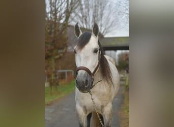Weitere Warmblüter, Wallach, 7 Jahre, 165 cm, Apfelschimmel