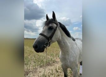 Weitere Warmblüter, Wallach, 7 Jahre, 165 cm, Apfelschimmel