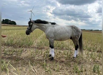Weitere Warmblüter, Wallach, 7 Jahre, 165 cm, Apfelschimmel