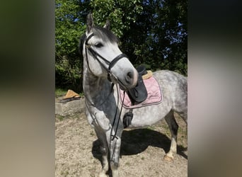Weitere Warmblüter, Wallach, 7 Jahre, 165 cm, Apfelschimmel