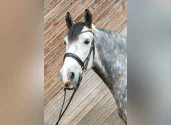 Weitere Warmblüter, Wallach, 7 Jahre, 165 cm, Apfelschimmel