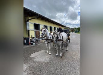 Weitere Warmblüter, Wallach, 7 Jahre, 165 cm, Apfelschimmel