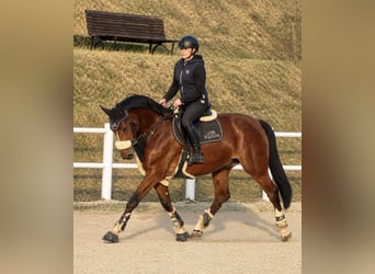 Weitere Warmblüter, Wallach, 7 Jahre, 165 cm, Brauner