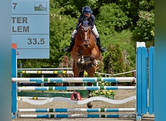 Weitere Warmblüter, Wallach, 7 Jahre, 165 cm, Brauner