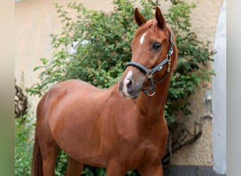 Weitere Warmblüter, Wallach, 7 Jahre, 165 cm, Fuchs