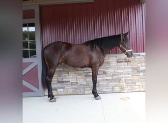 Weitere Warmblüter, Wallach, 7 Jahre, 165 cm, Rotbrauner
