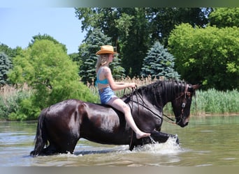 Weitere Warmblüter, Wallach, 7 Jahre, 165 cm, Rotbrauner