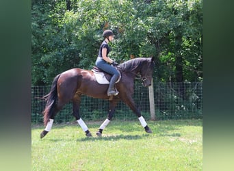 Weitere Warmblüter, Wallach, 7 Jahre, 165 cm, Rotbrauner
