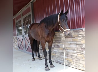 Weitere Warmblüter, Wallach, 7 Jahre, 165 cm, Rotbrauner