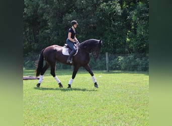 Weitere Warmblüter, Wallach, 7 Jahre, 165 cm, Rotbrauner