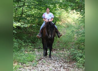 Weitere Warmblüter, Wallach, 7 Jahre, 165 cm, Rotbrauner