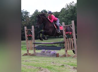 Weitere Warmblüter, Wallach, 7 Jahre, 165 cm, Rotbrauner