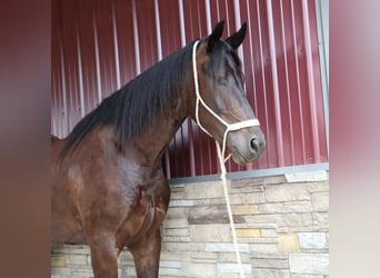 Weitere Warmblüter, Wallach, 7 Jahre, 165 cm, Rotbrauner