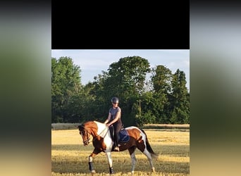 Weitere Warmblüter, Wallach, 7 Jahre, 165 cm, Schecke