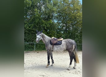 Weitere Warmblüter, Wallach, 7 Jahre, 167 cm, Apfelschimmel