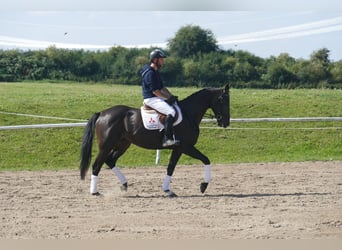 Weitere Warmblüter, Wallach, 7 Jahre, 167 cm, Dunkelbrauner