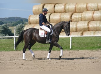 Weitere Warmblüter, Wallach, 7 Jahre, 167 cm, Dunkelbrauner