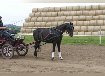 Weitere Warmblüter, Wallach, 7 Jahre, 167 cm, Dunkelbrauner