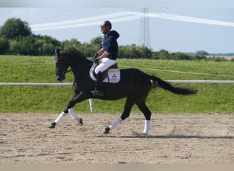 Weitere Warmblüter, Wallach, 7 Jahre, 167 cm, Dunkelbrauner