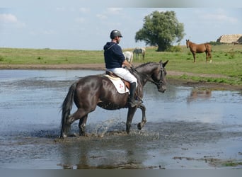 Weitere Warmblüter, Wallach, 7 Jahre, 167 cm, Dunkelbrauner