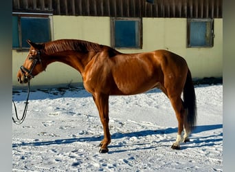 Weitere Warmblüter, Wallach, 7 Jahre, 168 cm
