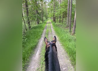 Weitere Warmblüter, Wallach, 7 Jahre, 168 cm