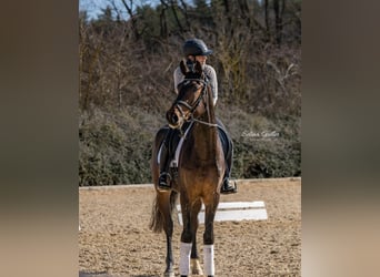 Weitere Warmblüter, Wallach, 7 Jahre, 168 cm