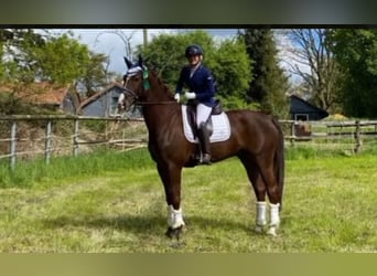 Weitere Warmblüter, Wallach, 7 Jahre, 170 cm, Dunkelfuchs