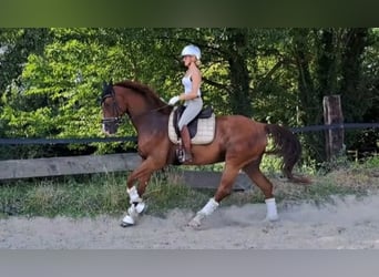 Weitere Warmblüter, Wallach, 7 Jahre, 170 cm, Dunkelfuchs