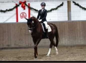 Weitere Warmblüter, Wallach, 7 Jahre, 170 cm, Dunkelfuchs