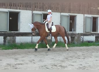 Weitere Warmblüter, Wallach, 7 Jahre, 170 cm, Dunkelfuchs