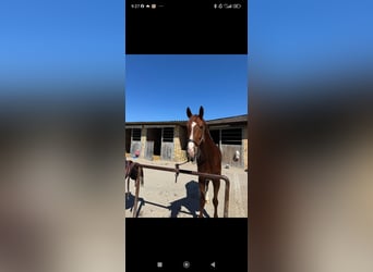 Weitere Warmblüter, Wallach, 7 Jahre, 170 cm, Dunkelfuchs