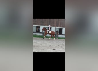 Weitere Warmblüter, Wallach, 7 Jahre, 170 cm, Dunkelfuchs