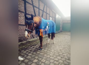 Weitere Warmblüter, Wallach, 7 Jahre, 170 cm, Dunkelfuchs