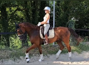 Weitere Warmblüter, Wallach, 7 Jahre, 170 cm, Dunkelfuchs