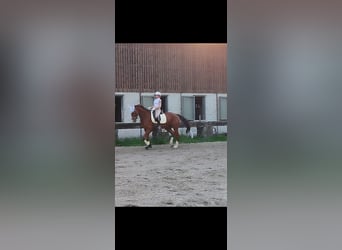 Weitere Warmblüter, Wallach, 7 Jahre, 170 cm, Dunkelfuchs