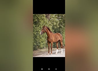 Weitere Warmblüter, Wallach, 7 Jahre, 170 cm, Dunkelfuchs